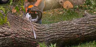 Best Lawn Fertilization  in Arlington, NY