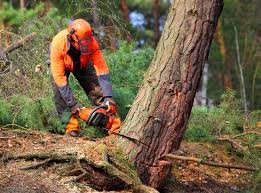 Best Tree Trimming and Pruning  in Arlington, NY