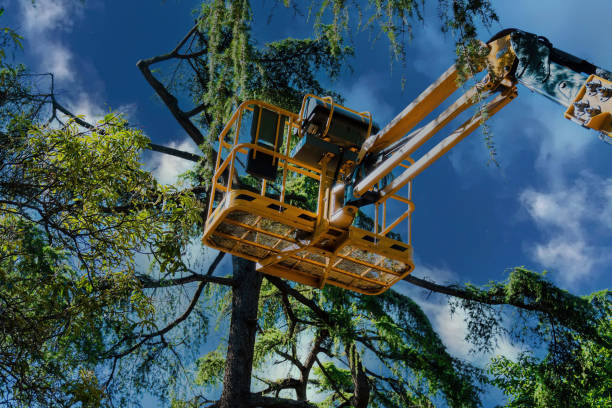 Best Seasonal Cleanup (Spring/Fall)  in Arlington, NY