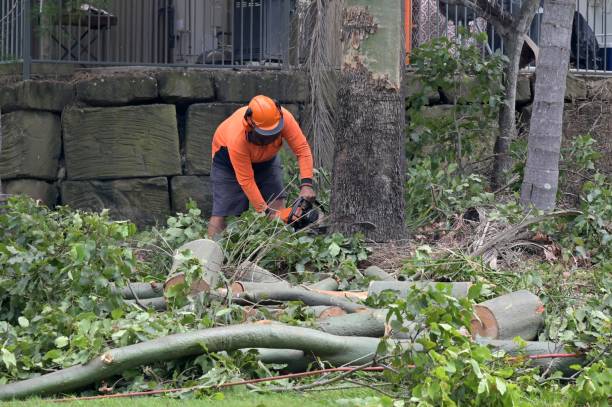 Best Tree Removal  in Arlington, NY
