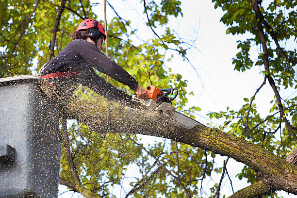 Best Tree Risk Assessment  in Arlington, NY