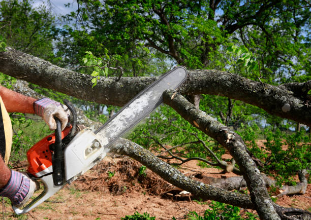 Best Tree Preservation Services  in Arlington, NY