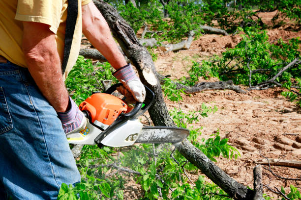 Arlington, NY Tree Services Company