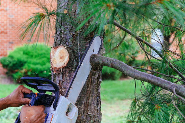 How Our Tree Care Process Works  in  Arlington, NY